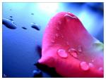 الصورة الرمزية randa_star70